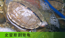  ʷ˹米
